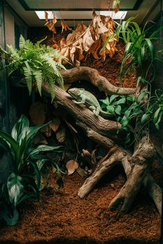 an aquarium filled with lots of plants and rocks