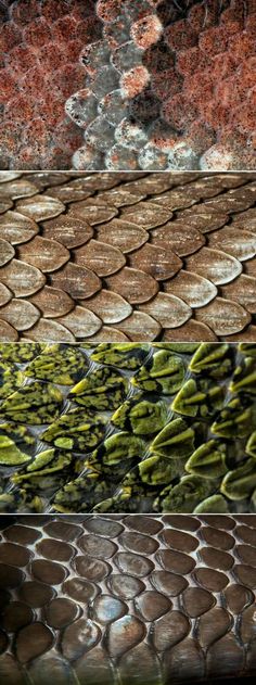 a snake skin pattern is shown in this artistic photo, and it appears to be green