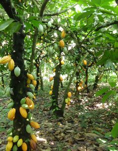 the fruit is growing on the tree in the forest