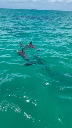 three dolphins swimming in the ocean together