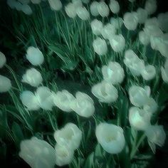 white tulips are blooming in the dark green grass, with light shining on them