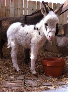 two baby goats standing next to each other near a brown and white bowl on the ground