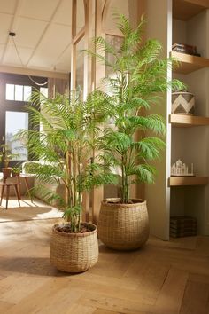 two potted plants sitting on top of a wooden floor