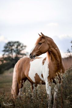 a brown and white horse standing on top of a lush green field next to tall grass