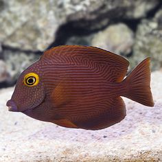 a close up of a fish in an aquarium with gravel and rocks behind it, looking at the camera