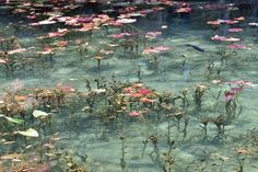 the water is full of pink flowers and green plants with leaves floating on it's surface