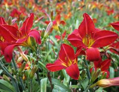 red and yellow flowers blooming in a field