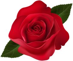 a red rose with green leaves on a white background