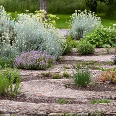 the garden is full of different types of flowers and plants, including lavenders in bloom