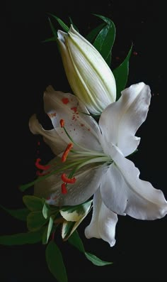 a white flower with green leaves on a black background