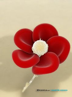 a red flower with white center sitting on top of a table