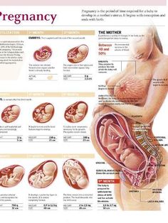 size: 12x9in Photographic Print: PREGNANCY. : Pregnancy Facts, Pregnancy Help, Healthy Pregnancy Tips, Pregnancy Info, Newborn Baby Tips, Newborn Mom, Human Body Anatomy, Medical School Essentials, Baby Facts