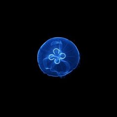 a blue jellyfish floating in the dark water