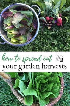 a basket full of lettuce and radishes with the words how to spread out your garden harvest