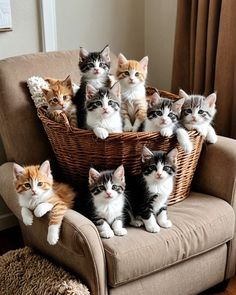 a group of kittens sitting in a basket on a chair