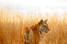 a tiger is standing in the tall brown grass with his head turned to the side