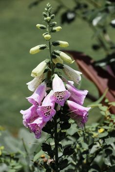 pink and white flowers blooming in the garden