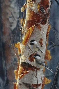 an image of a tree that is in the woods with leaves on it's bark