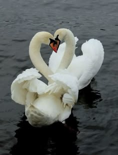 two swans in the water making a heart shape