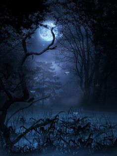 an image of a forest at night with the moon in the sky