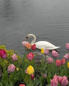 a swan is swimming in the water surrounded by tulips and other colorful flowers