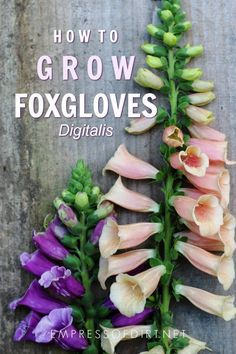 pink and purple flowers are arranged on a wooden surface with the words how to grow foxglovers