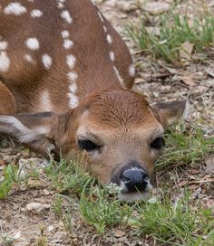 a young deer is laying down in the grass