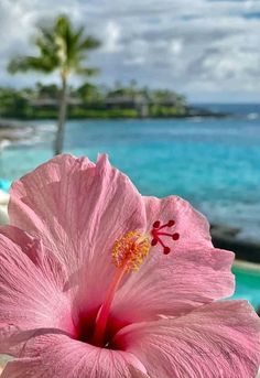 a large pink flower sitting on top of a wooden table next to the ocean and palm trees