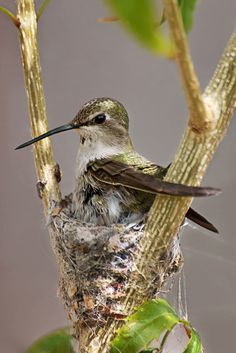 a bird sitting on top of a tree branch next to a nest filled with baby birds