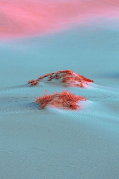 two red plants are growing out of the sand in an area that is pink and blue