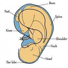 This is a great exercise that I share with my Reflexology students on the first day of classes. It is an immediate example of the power of Reflexology. Herbal Grimoire, Become More Flexible, Ear Massage, Brain Memory, Acupressure Massage, More Flexible, First Day Of Class