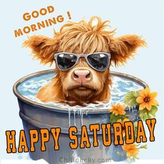 Have a great Saturday Ya'll Have A Great Saturday, Funny Bird Pictures, Good Morning Smiley, Bon Mardi, Happy Day Quotes, Funny Day Quotes, Good Morning Greeting Cards