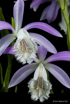 three purple and white flowers on a black background