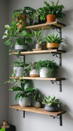 some plants are sitting on shelves in the corner