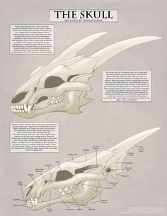 an animal skull with different parts labeled in the description and description for each part of it's head