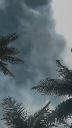 palm trees are silhouetted against a cloudy sky in the foreground, while dark clouds loom overhead