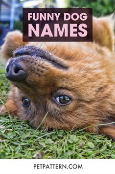 a brown dog laying on top of grass with the words funny dog names above it