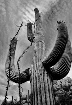 black and white photograph of a saguado cactus with cloudy sky in the background