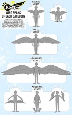 an info sheet showing the different types of wings and how they are used to fly