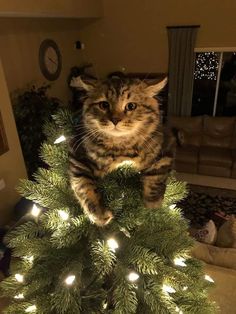 a cat sitting on top of a christmas tree