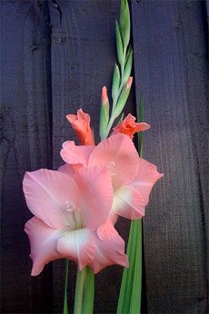 two pink flowers sitting next to each other on top of a wooden fenced in area