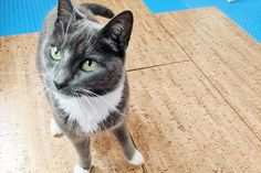 a gray and white cat standing on top of a wooden floor next to a blue mat