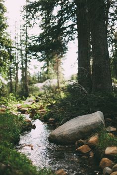 a stream running through a forest filled with lots of rocks and grass next to tall trees