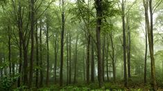 a forest filled with lots of tall trees and green leaves covered in foggy mist