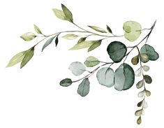 watercolor painting of green leaves and branches