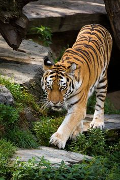 a large tiger walking across a lush green field