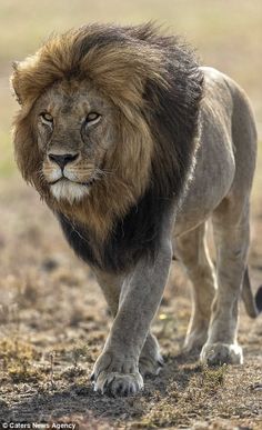 a lion walking across a dry grass covered field