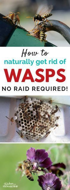 how to naturally get rid of wasps and other pests in your garden or yard