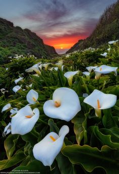 some white flowers are growing in the grass near water and mountains at sunset or dawn