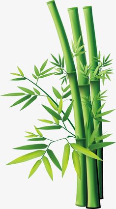 a bamboo plant with green leaves on it